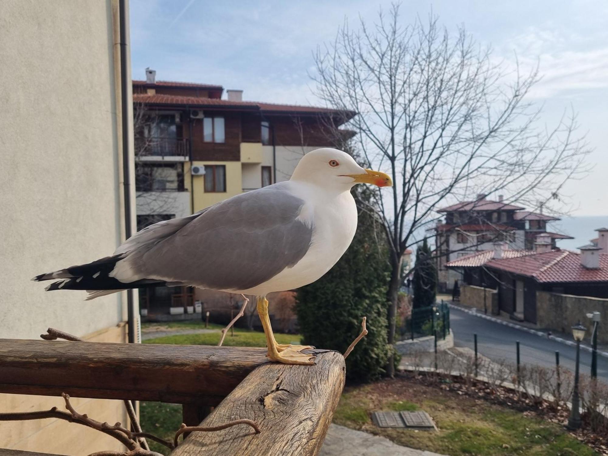 Апартамент Ния, Райска Градина / Garden Of Eden Sveti Vlas Dış mekan fotoğraf